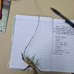 Chrysopogon aciculatus 叶