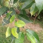 Ficus virgata ഇല