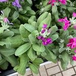 Matthiola incana पत्ता