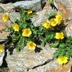 Geum reptans Other