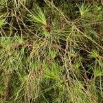 Pinus halepensis পাতা