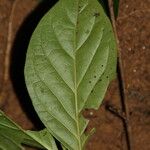 Mostuea brunonis Leaf