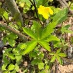 Potentilla simplex Leaf