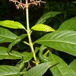 Palicourea angustifolia Leaf