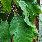 Aphelandra arborea Yaprak