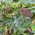 Datura ferox Ліст