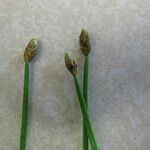 Eleocharis obtusa Fruit