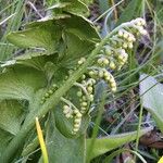 Botrychium lunaria 花