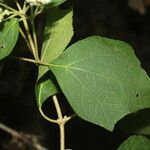 Montanoa tomentosa Leaf