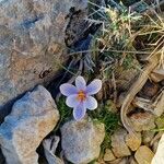 Crocus cambessedesii Квітка