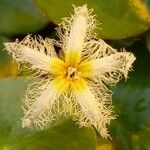 Nymphoides indica Fiore