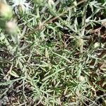 Centaurea diffusa Hoja