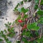 Arctostaphylos uva-ursi Fruit