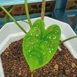 Caladium bicolorبرگ