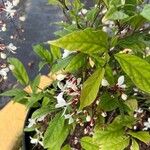 Clerodendrum laevifolium Blomst