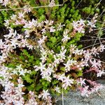 Sedum anglicum Flower