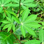 Manihot esculenta Tabia
