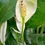 Spathiphyllum cannifolium Virág