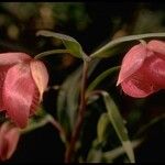 Calochortus amoenus फूल