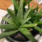 Aloe spp. Leaf