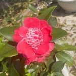 Camellia japonicaКветка