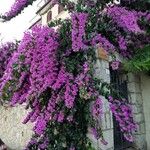 Bougainvillea spectabilis عادت