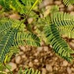 Prosopis juliflora List