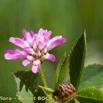 Trifolium resupinatum Flower