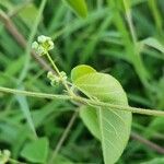 Helinus integrifolius Fulla