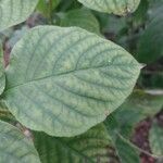 Asystasia gangetica Blatt