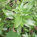Salvia greggii Leaf