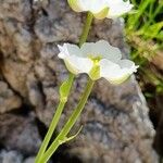 Ranunculus alpestris Квітка