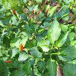 Capsicum frutescens Blad