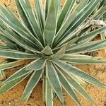 Agave vivipara Folio