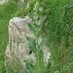 Verbascum lychnitis अन्य