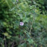Pavonia urens Hábito