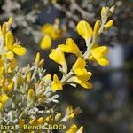 Genista microphylla Sonstige