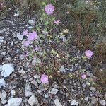 Malva punctata Habit