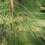 Pinus canariensis List