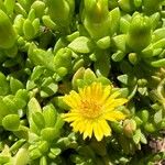 Delosperma nubigenum 花