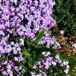 Phlox subulata عادت داشتن