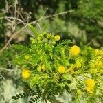 Acacia karroo Levél