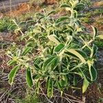 Leucas tomentosa Hoja