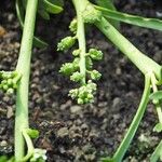 Lepidium squamatum Other