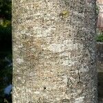 Fraxinus excelsior 樹皮
