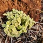 Coleus cylindraceus برگ