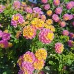 Lantana aculeataFlors