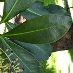 Ardisia compressa Leaf