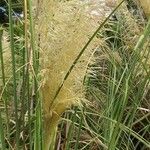 Cortaderia selloana Flor