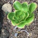 Aeonium undulatum Лист